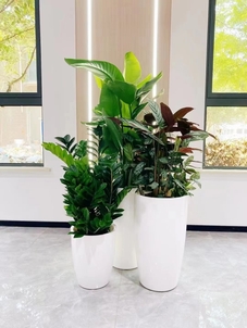 宁波奉化植物出租价格究竟怎么算？速来！